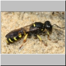 Crabro peltarius - Grabwespe w20 11mm Sandgrube Niedringhaussee - det.jpg